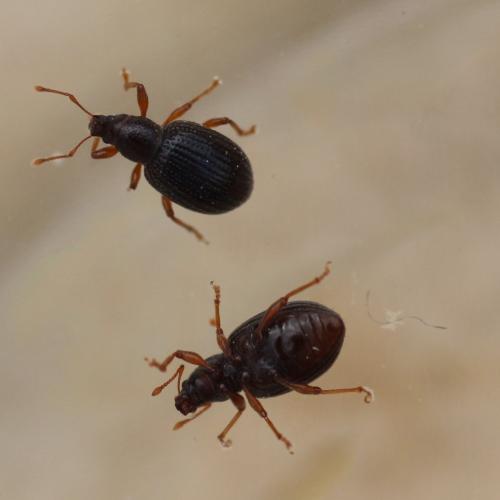 Exomias sp.